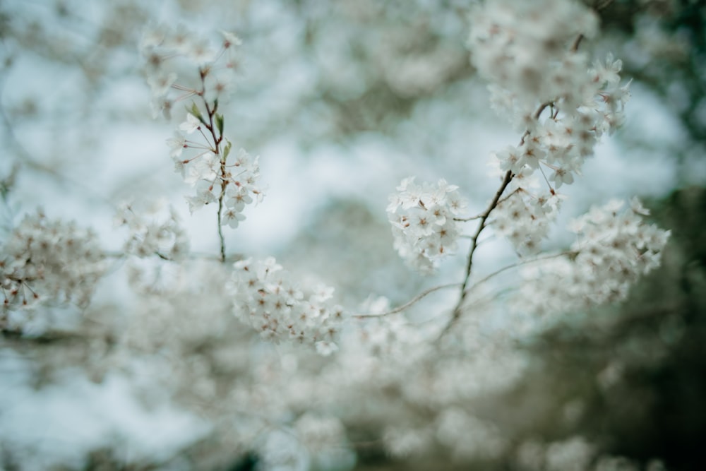 a close up of a tree