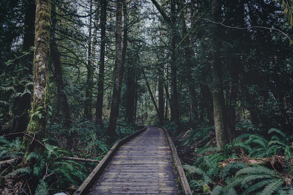 a wooden bridge in a forest