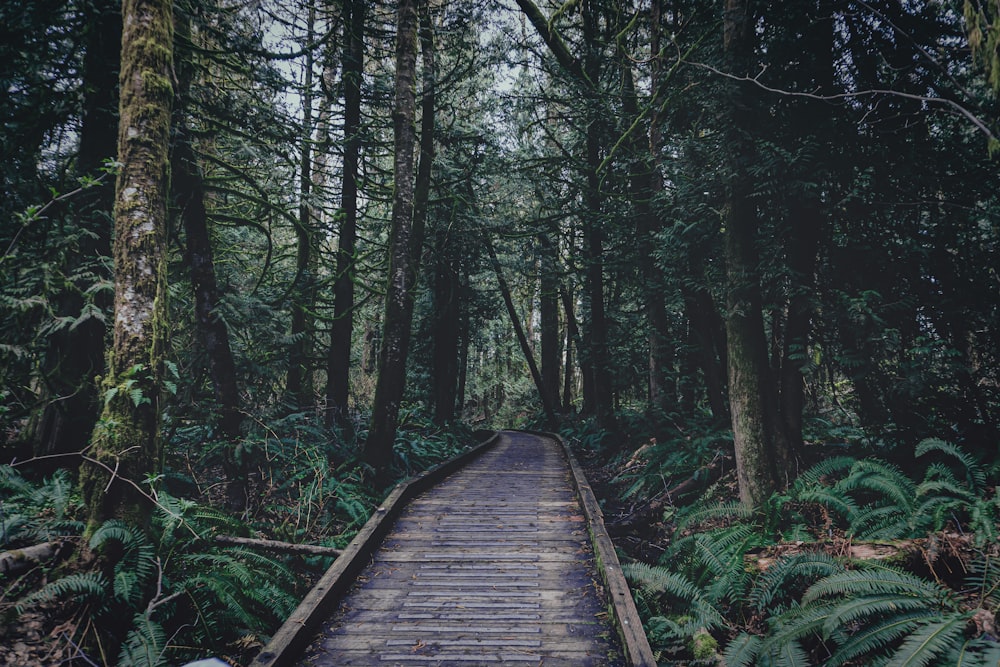 Un pont de bois dans une forêt