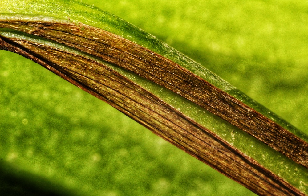 a close up of a grass