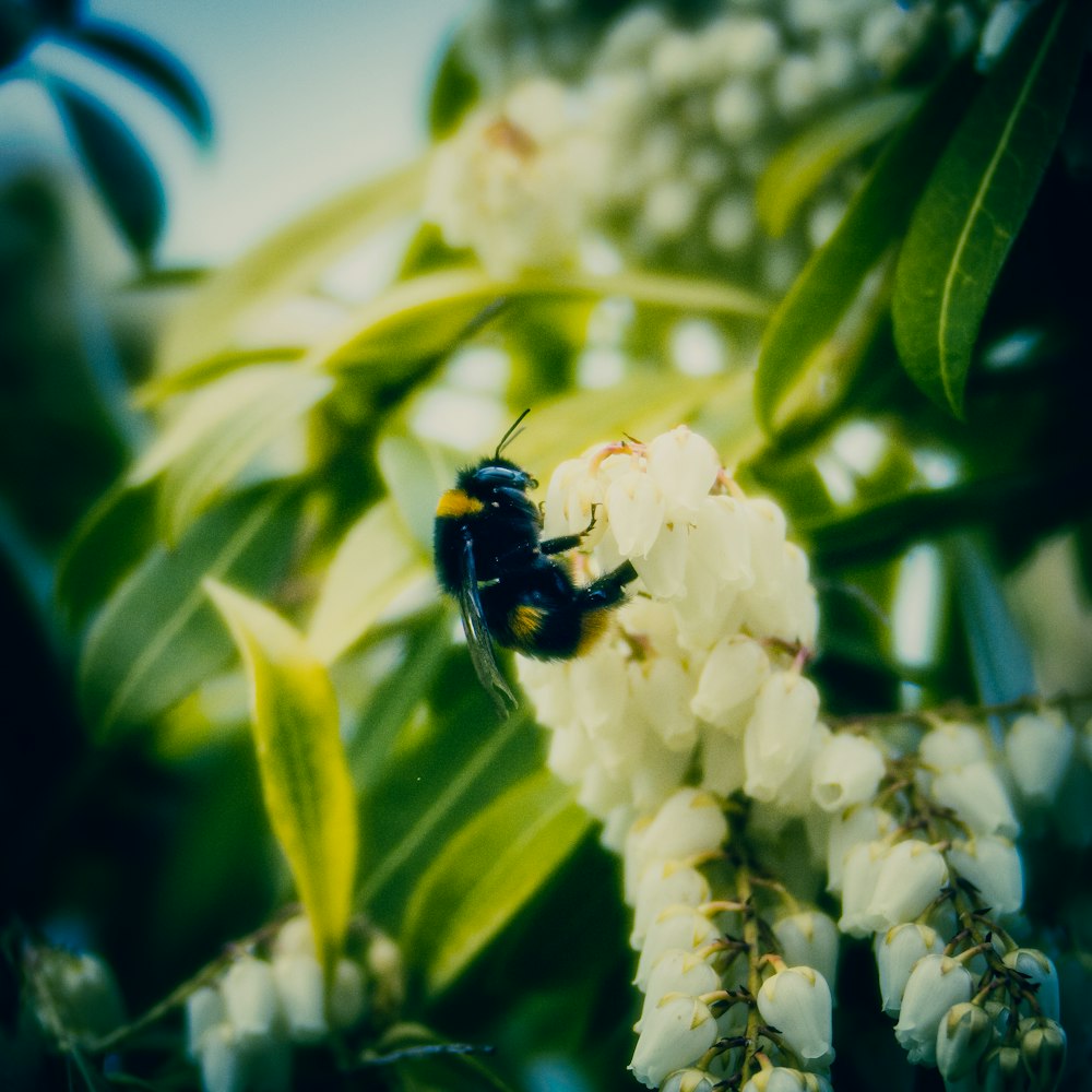 a bee on a flower