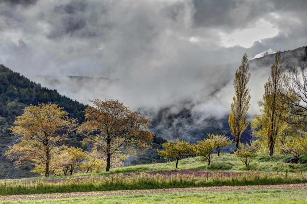 a landscape with trees and grass