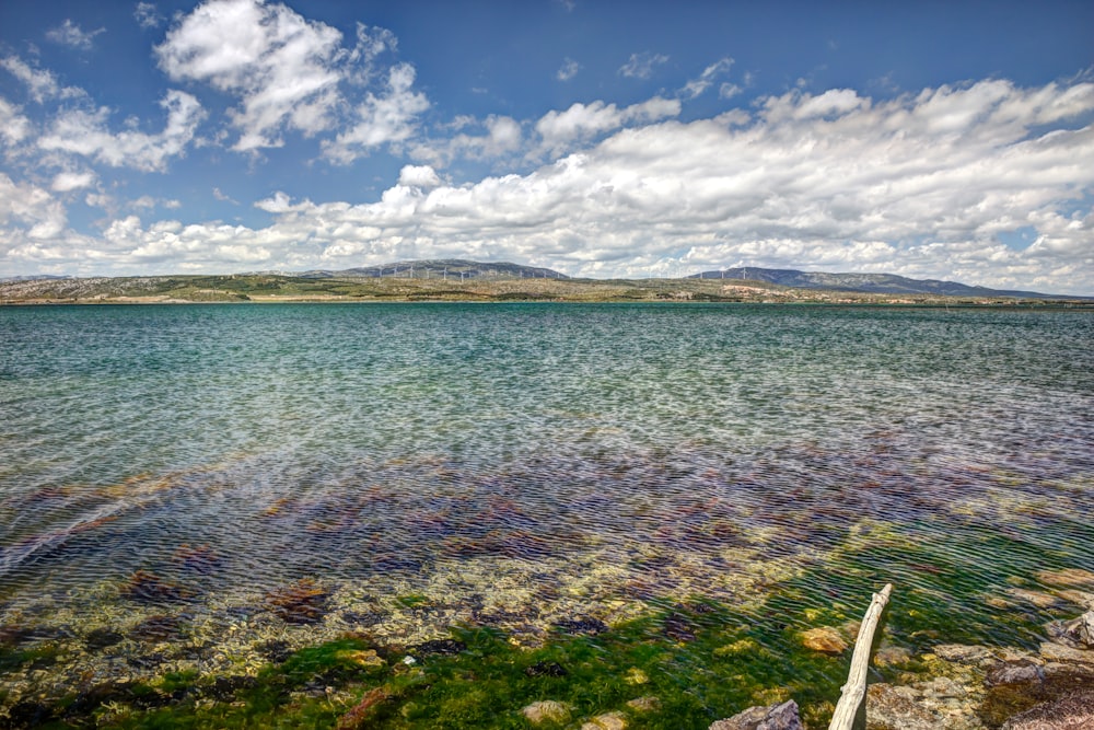 a body of water with plants and rocks on the side