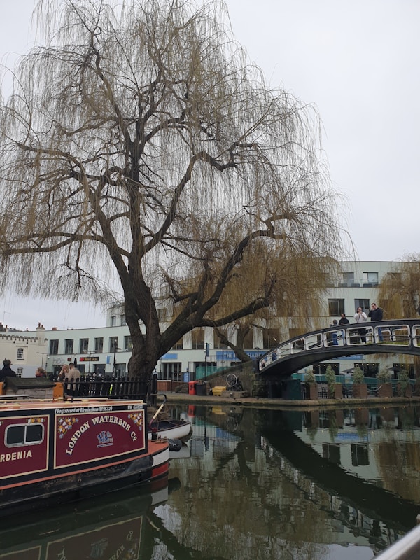 A canal scene with a traditional narrowboat named 'Gardenia' from the London Waterbus Company. A large willow tree is prominently visible with bare branches overhanging the water. A modern pedestrian bridge spans the canal, with a few people walking across. In the background, there are contemporary buildings with large windows.