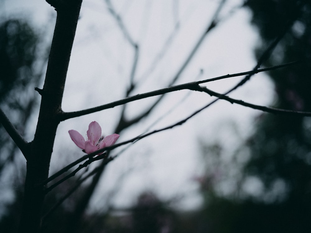 a pink flower on a tree branch