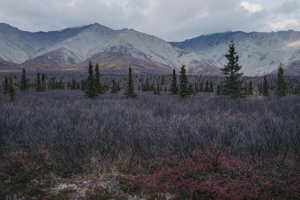 a landscape with trees and mountains in the background