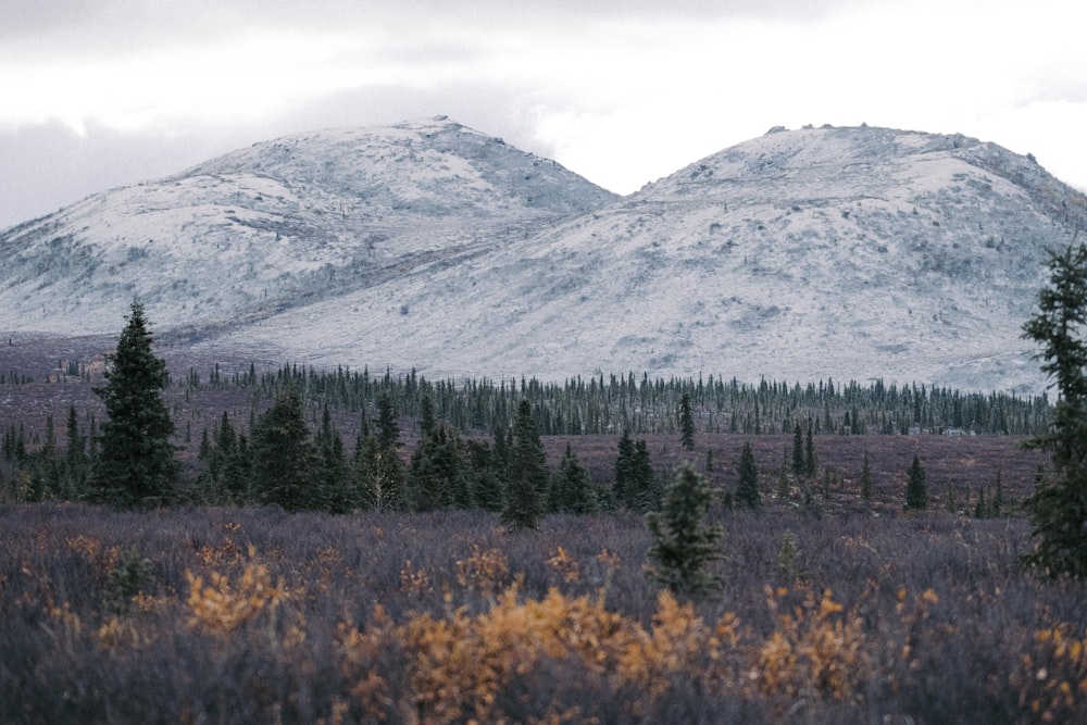 a forest in front of a mountain