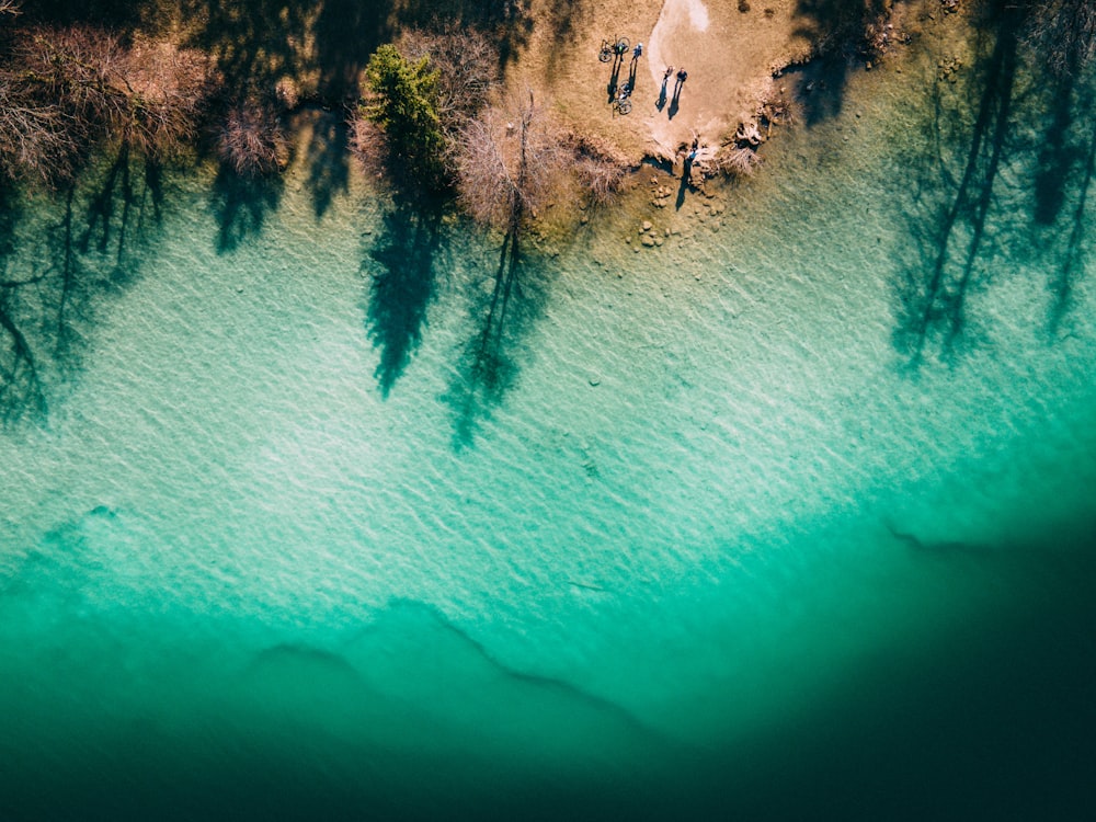 a body of water with trees and plants around it