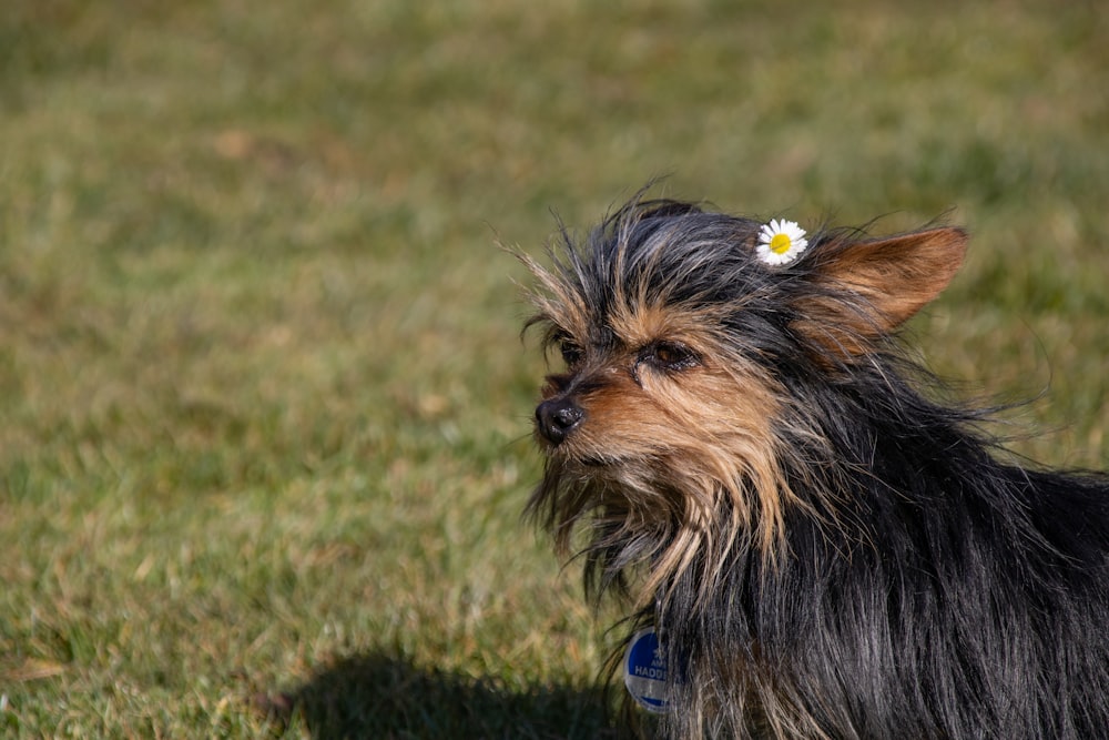 um cão com uma flor na boca