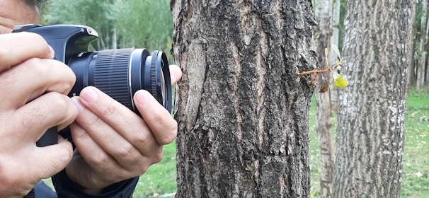 A person is holding a camera close to a tree trunk, capturing a close-up photograph of an insect perched on the bark. The tree features a rough, textured surface, and the background is filled with greenery.