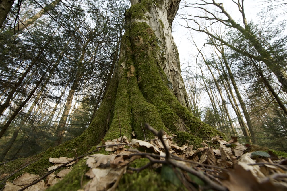 un árbol con musgo