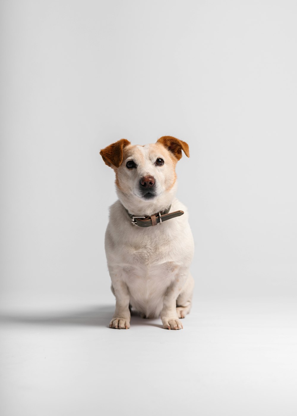 a small white and brown dog