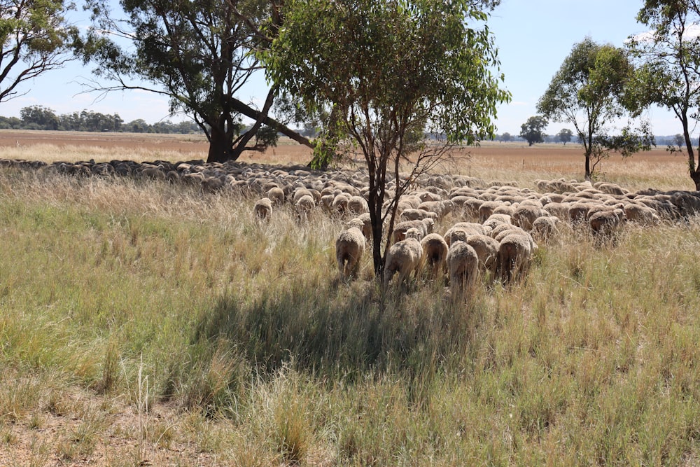 a herd of sheep grazing in a field