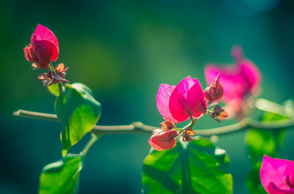 a close up of a flower