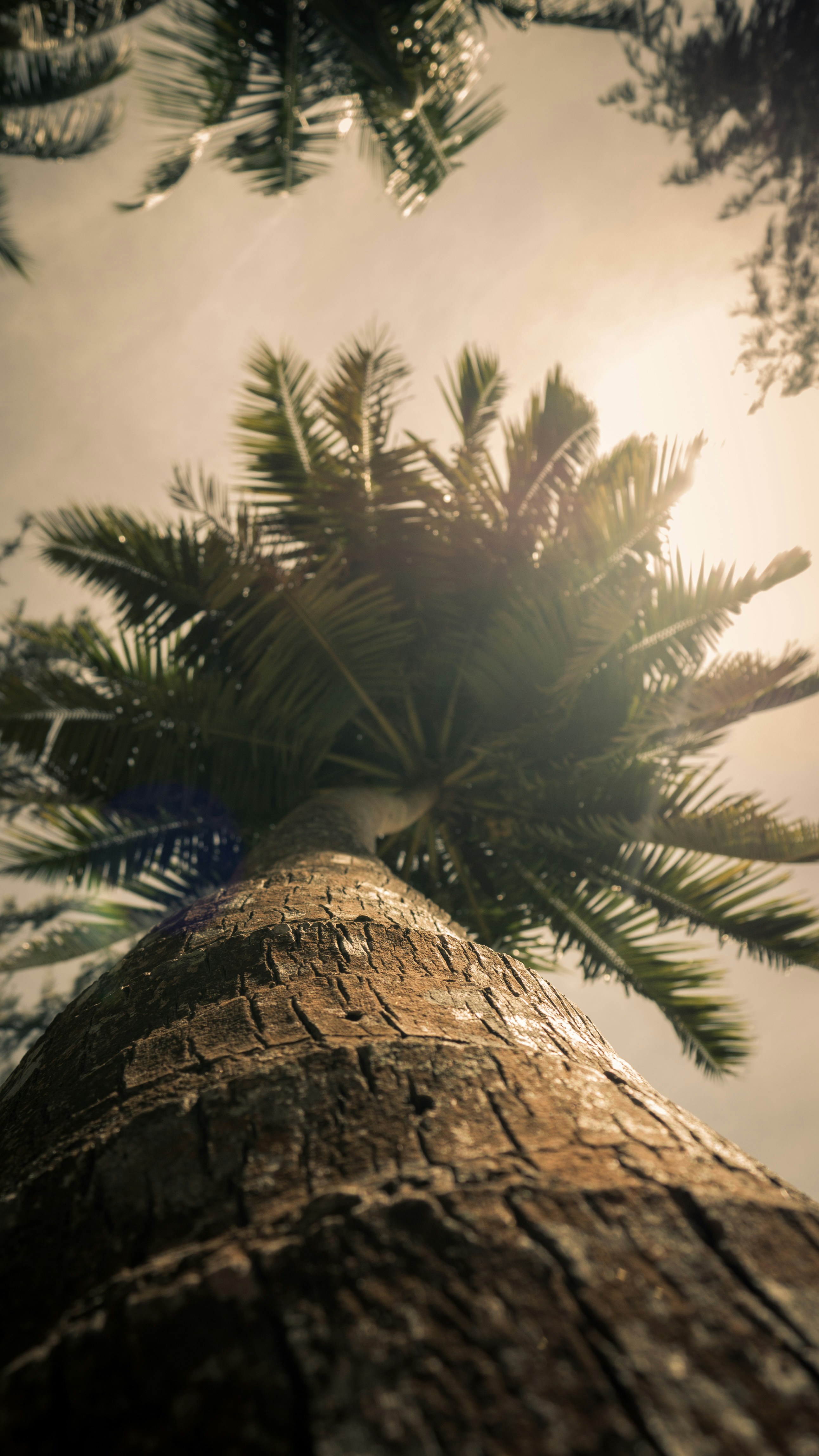 a tree with many leaves