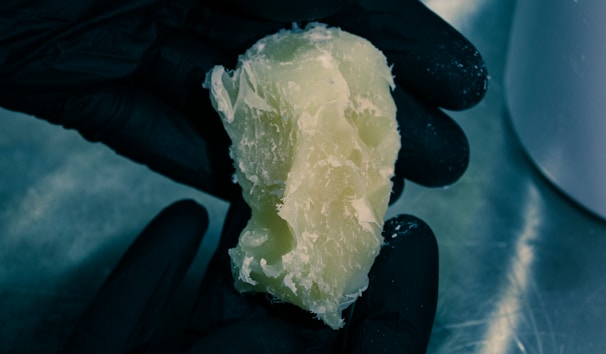 Hands holding fresh rubber tree latex, showing its milky texture and purity.