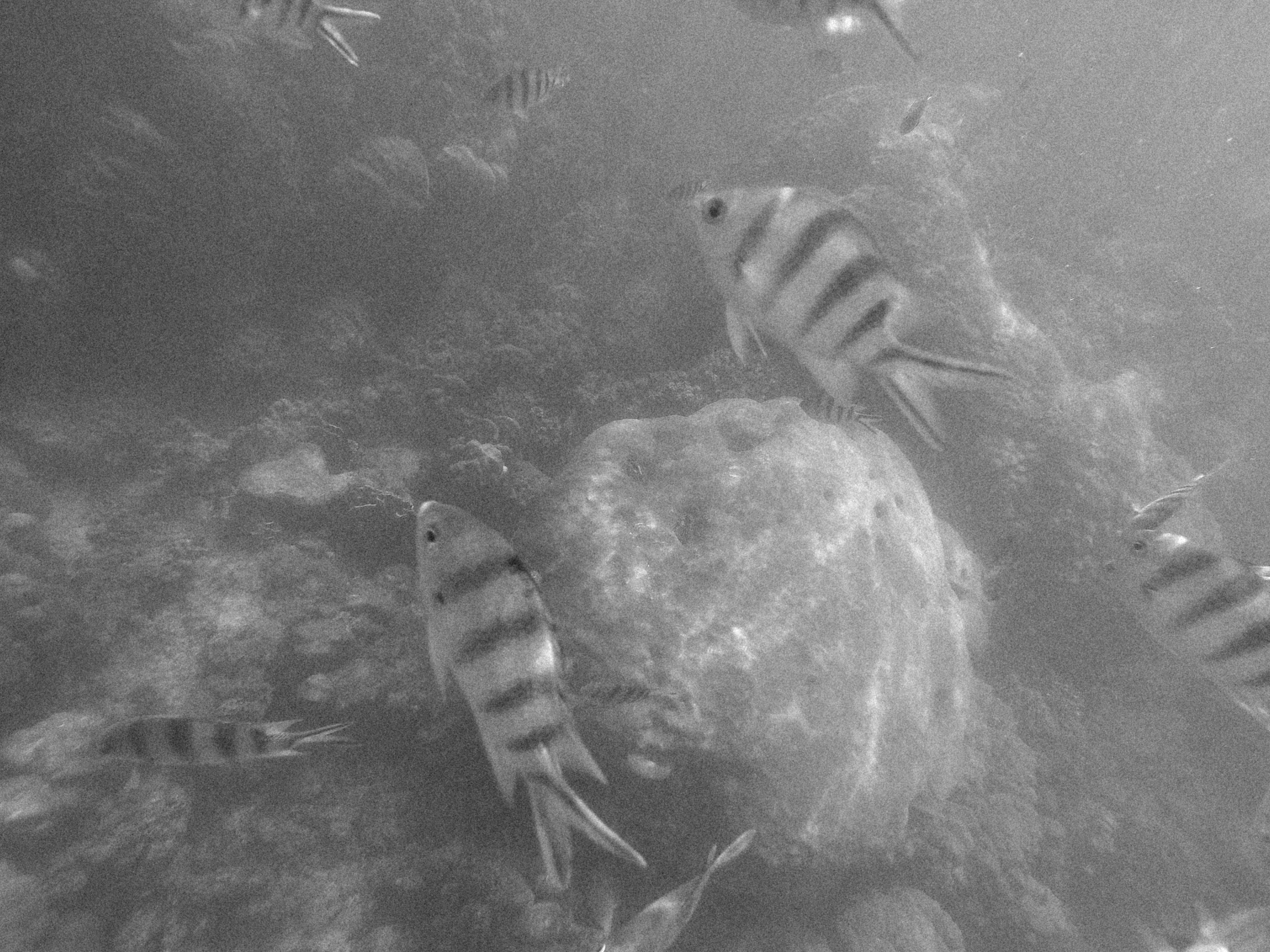 sekelompok ikan berenang di air
