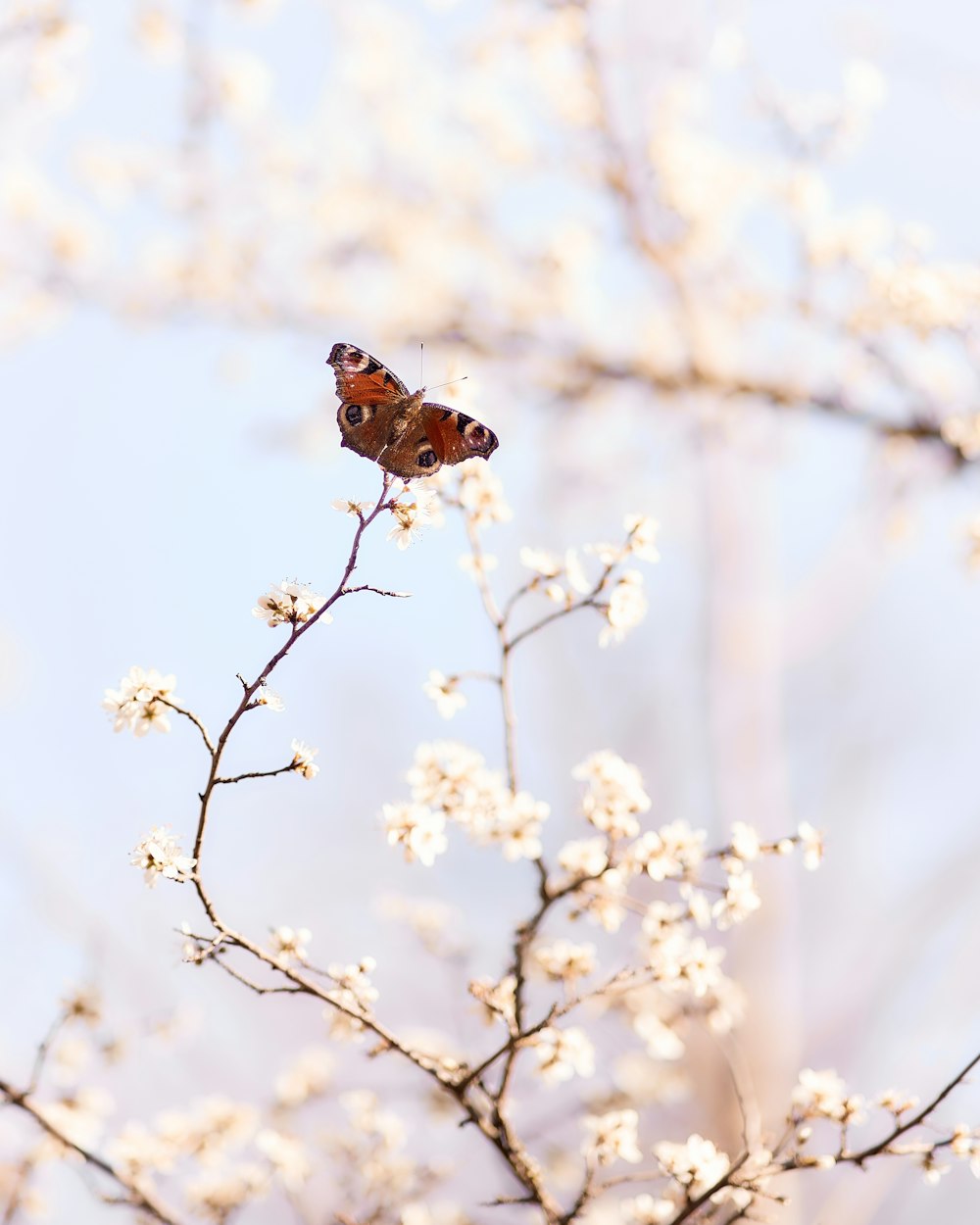 a butterfly on a tree branch