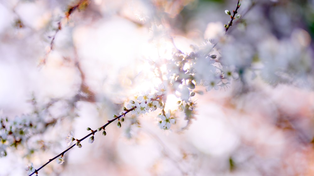 a close up of a tree branch with flowers on it