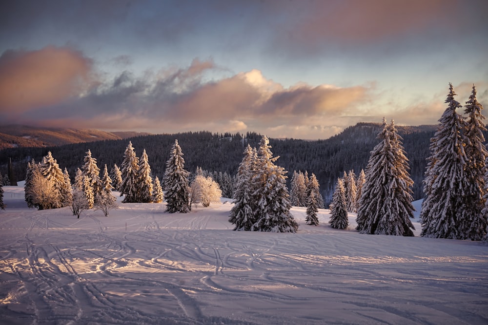 a snowy landscape with trees