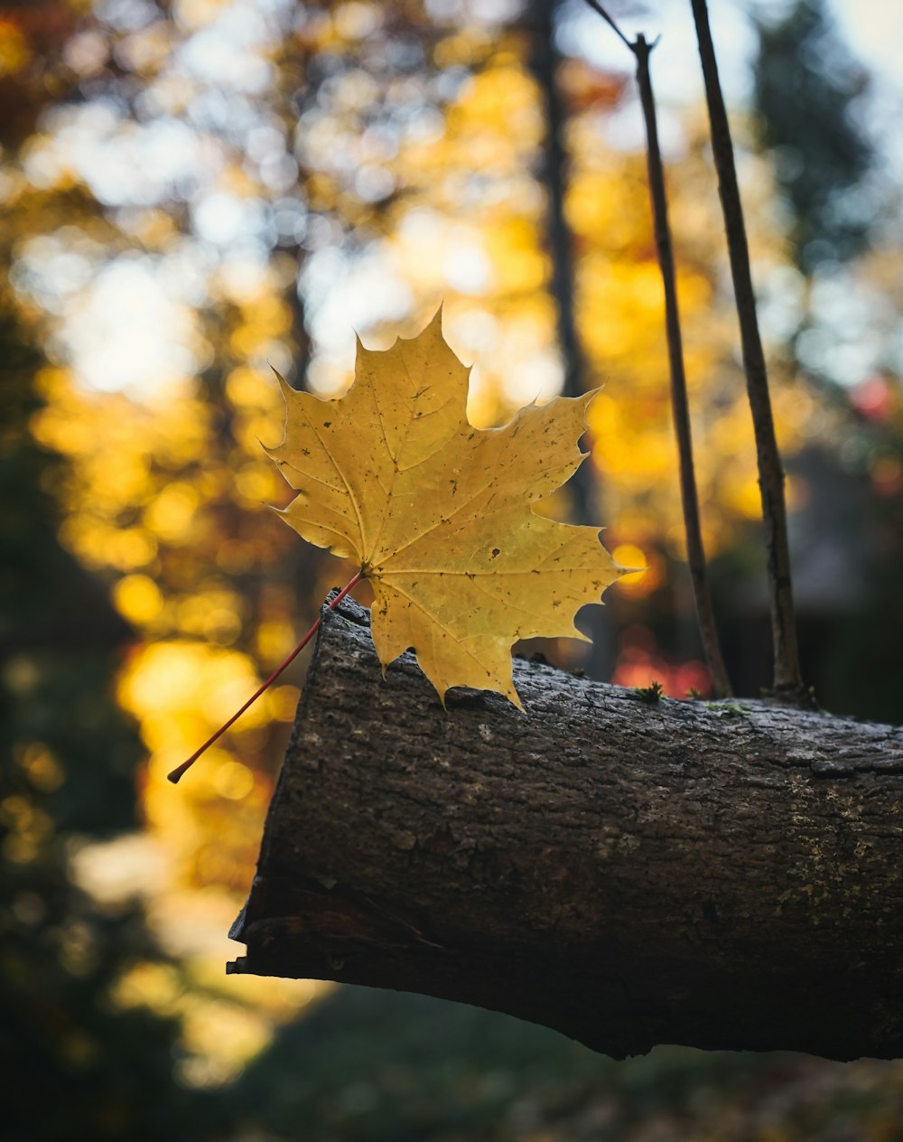 a yellow leaf on a tree branch