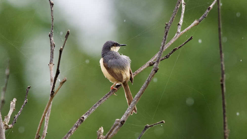 a bird sitting on a branch