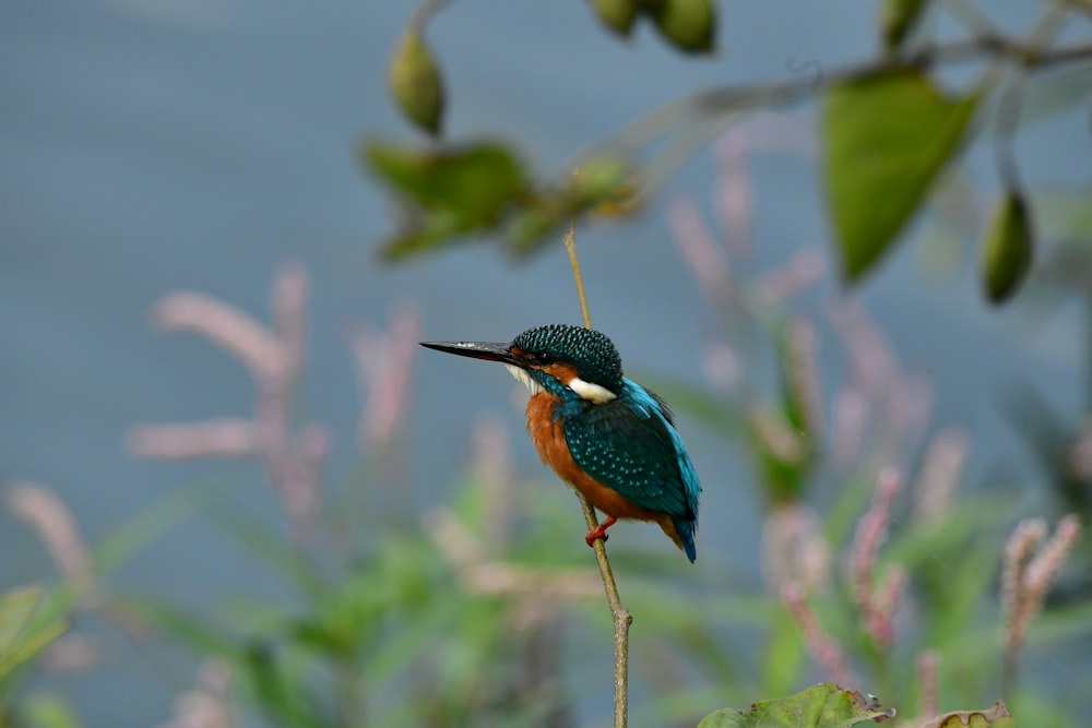 a bird sits on a branch