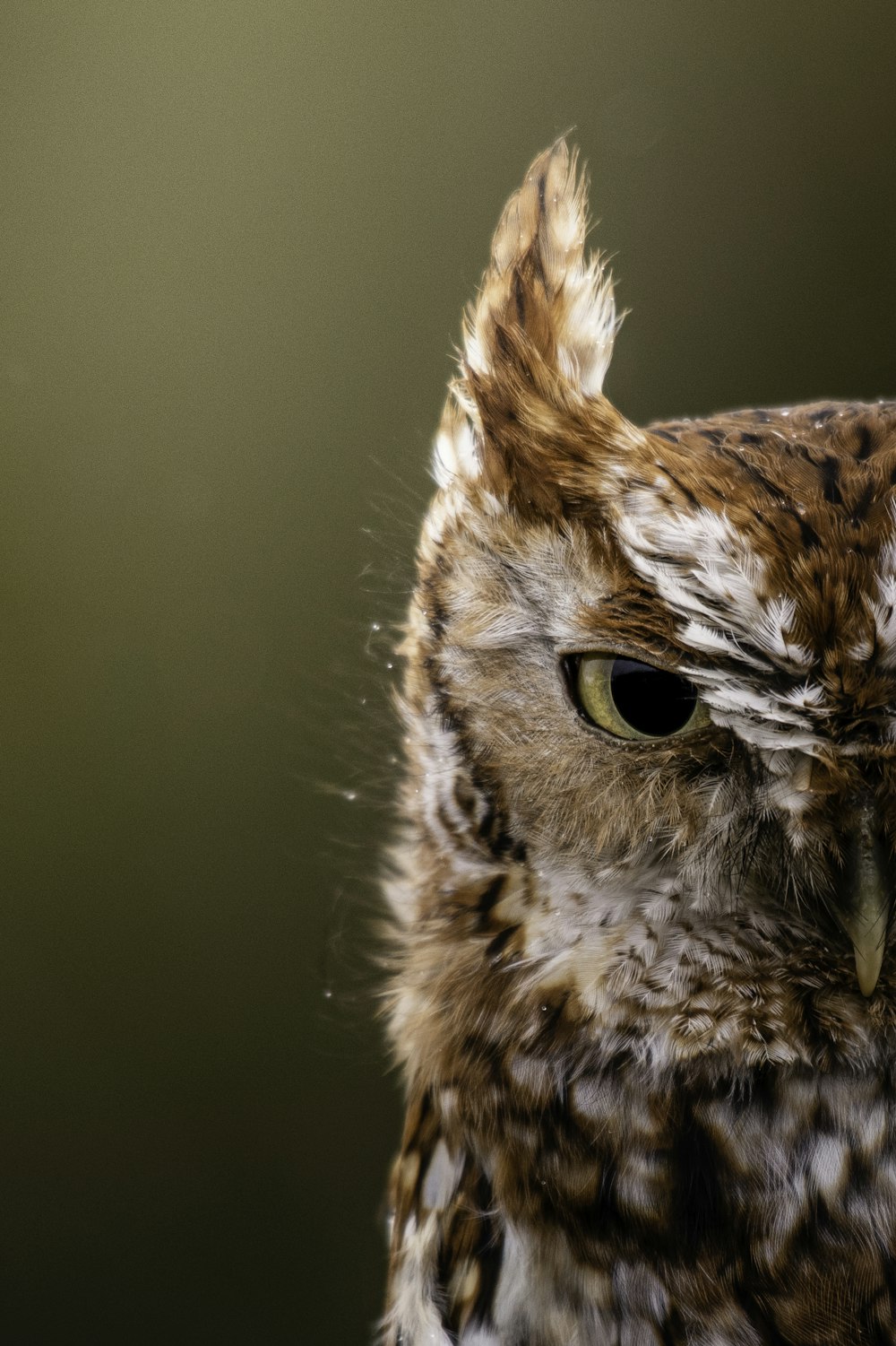 a close up of an owl