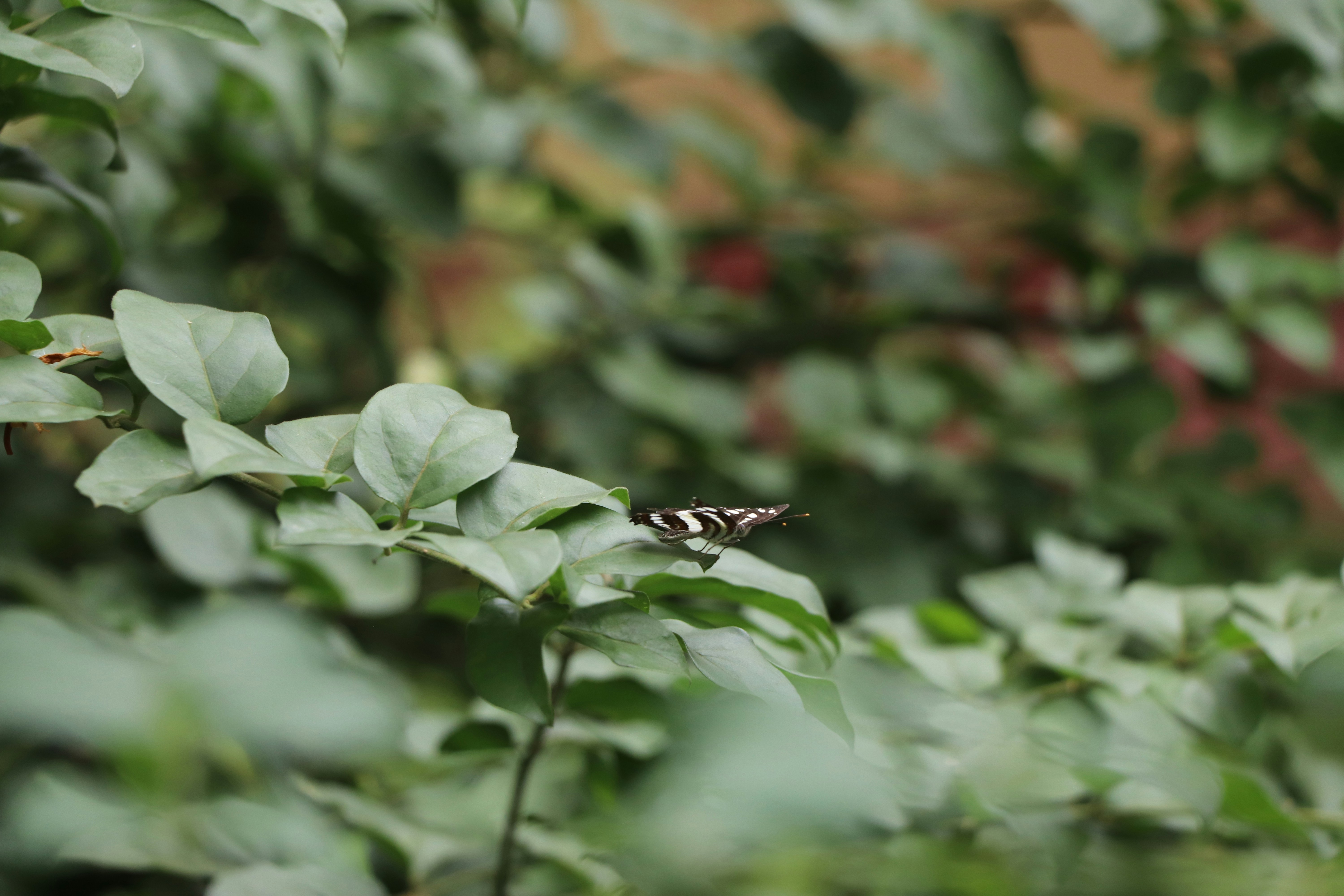 Photo by sithula_333