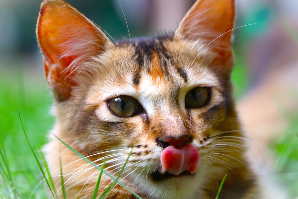 a cat with its tongue out