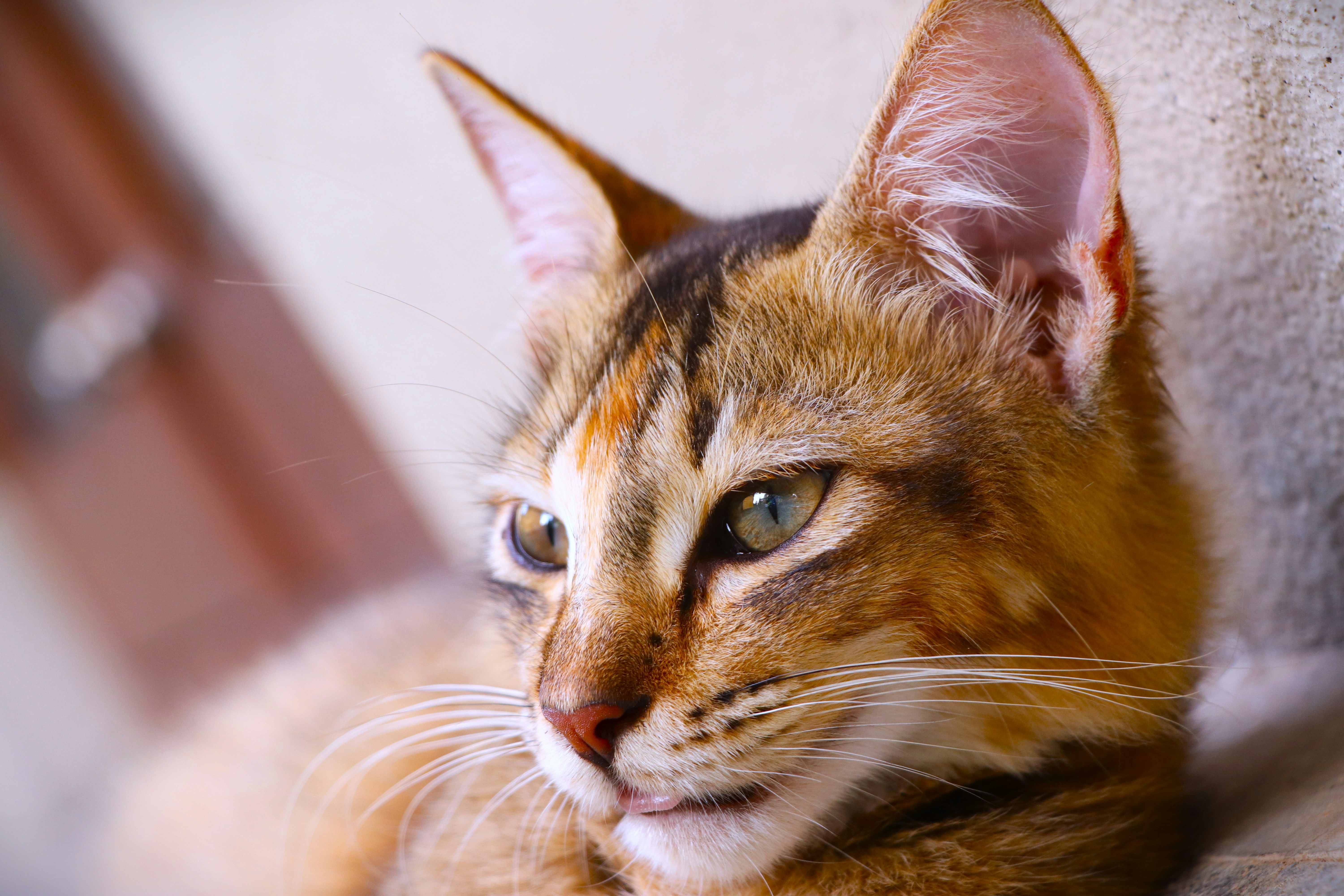 Photo by sithula_333