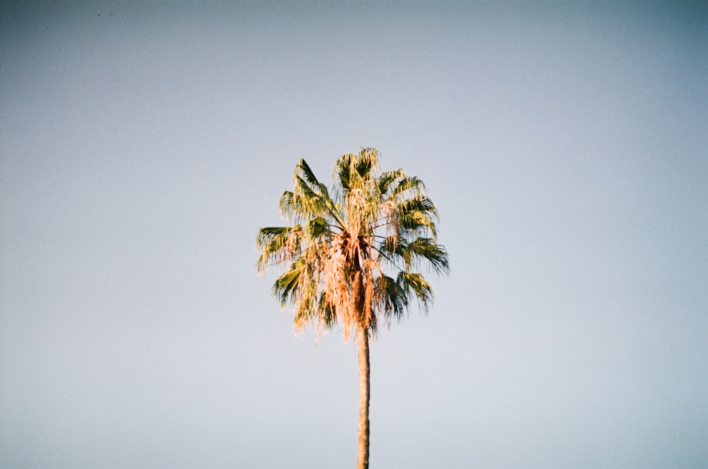 a palm tree against a blue sky