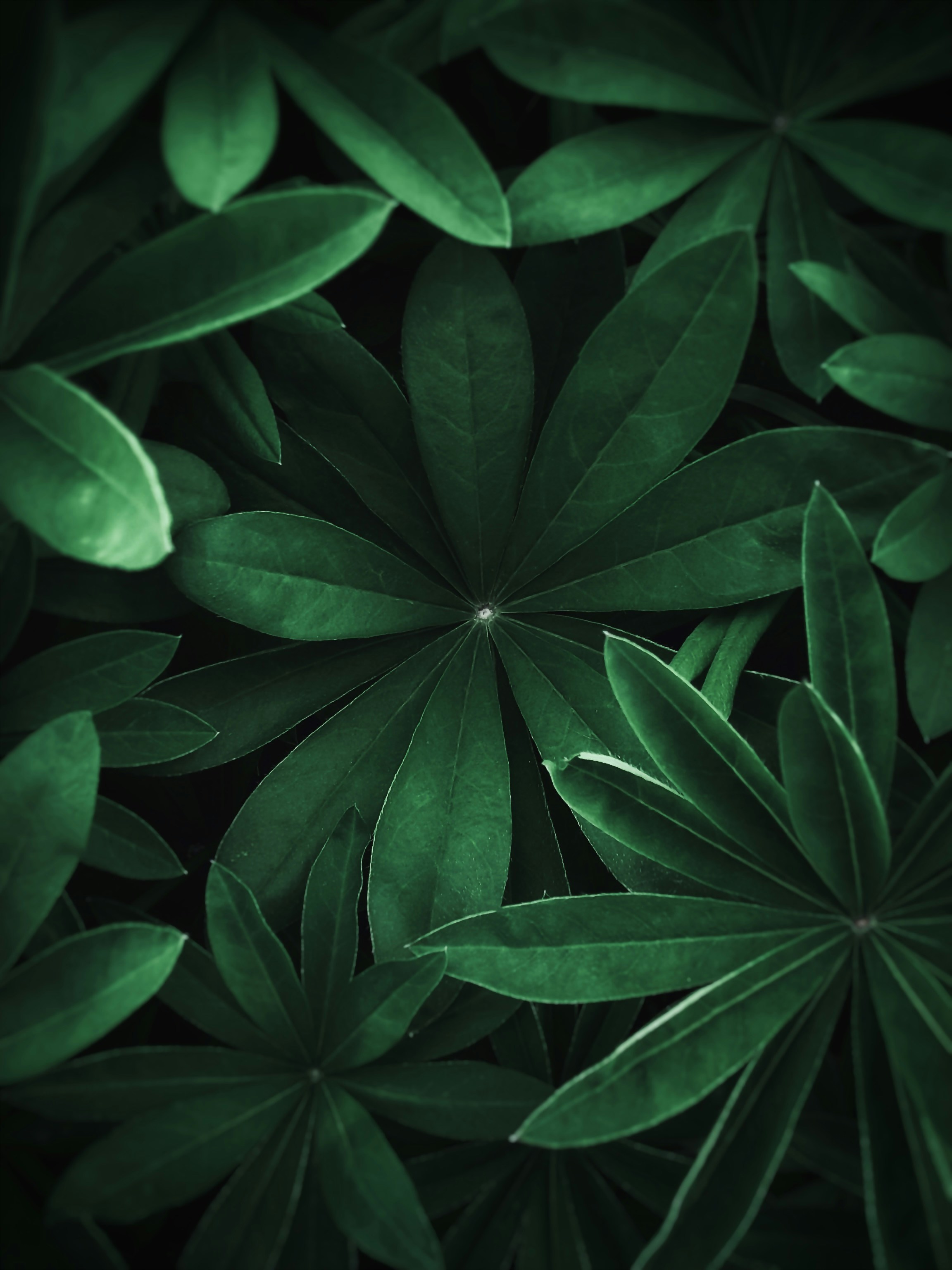 green leaf wallpaper, wallpaper, Indoor Plants: A Guide to Thriving Houseplants 5