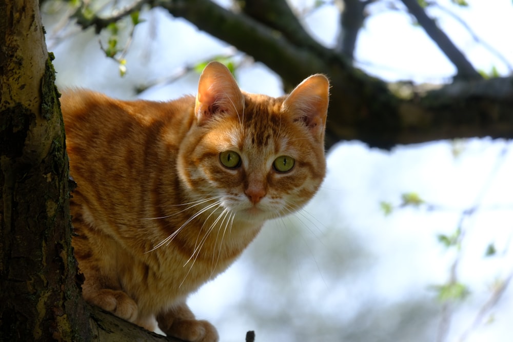 a cat sitting on a tree