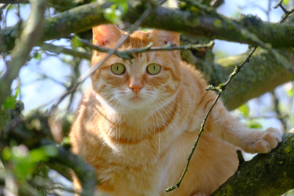 a cat with a hat on its head in a tree