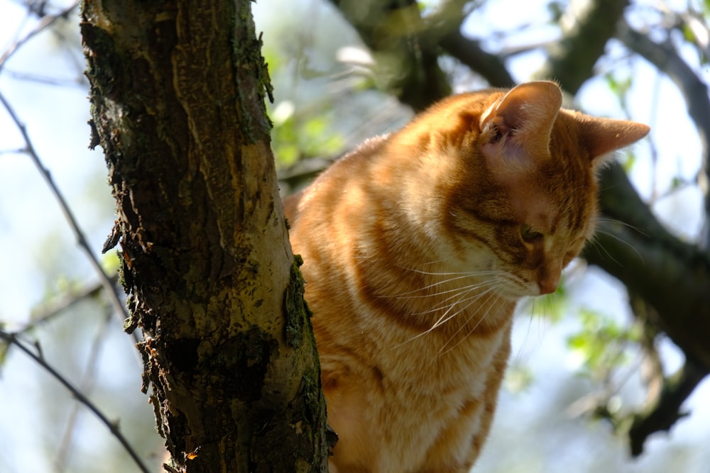 a cat in a tree