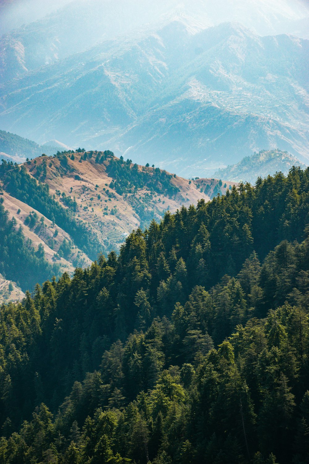 a forest in the mountains