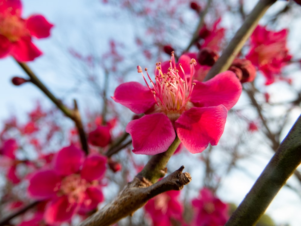 a close up of a flower