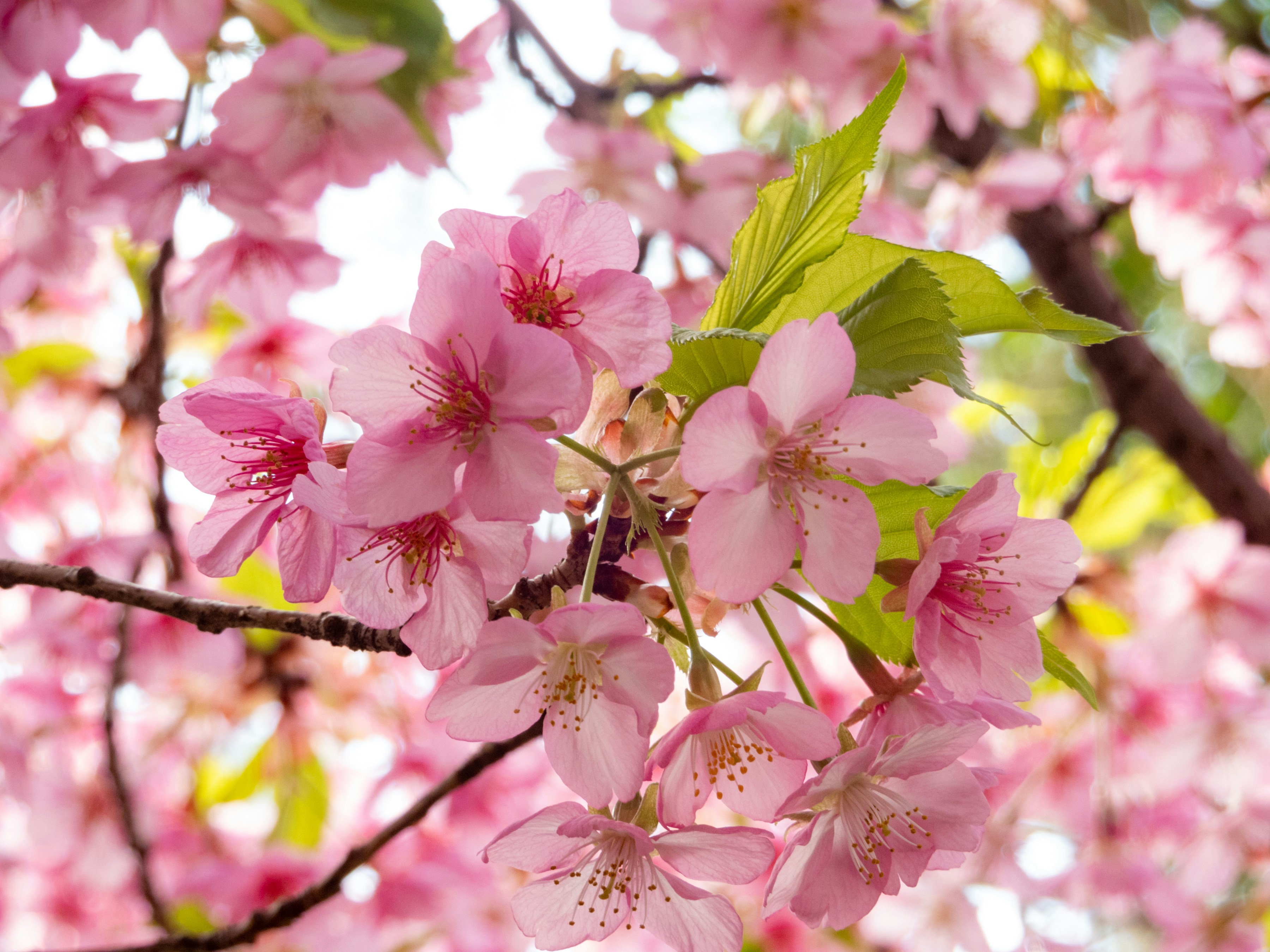 Photo by heppoko_yama