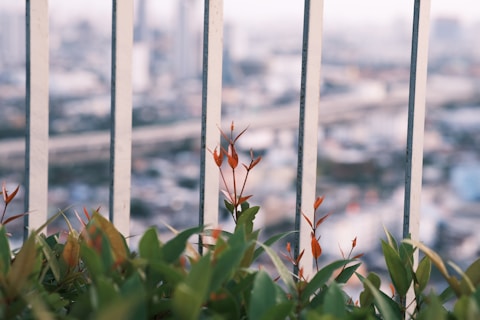 Green and reddish plants growing close to metal railings. The background shows a blurred urban landscape with buildings and roads.