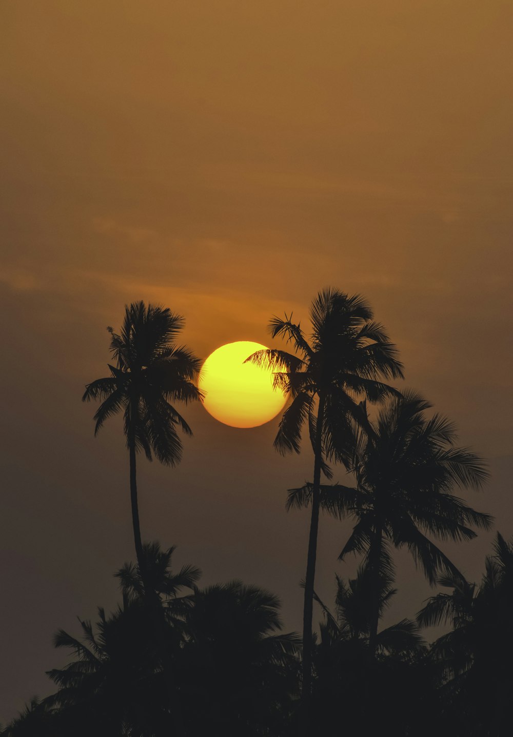 a sunset behind palm trees