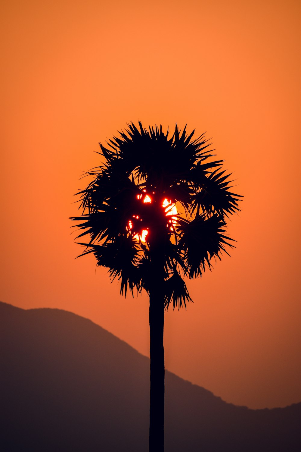 a palm tree with the sun behind it