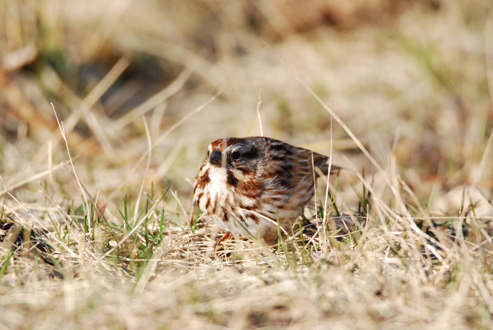 a small animal in the grass