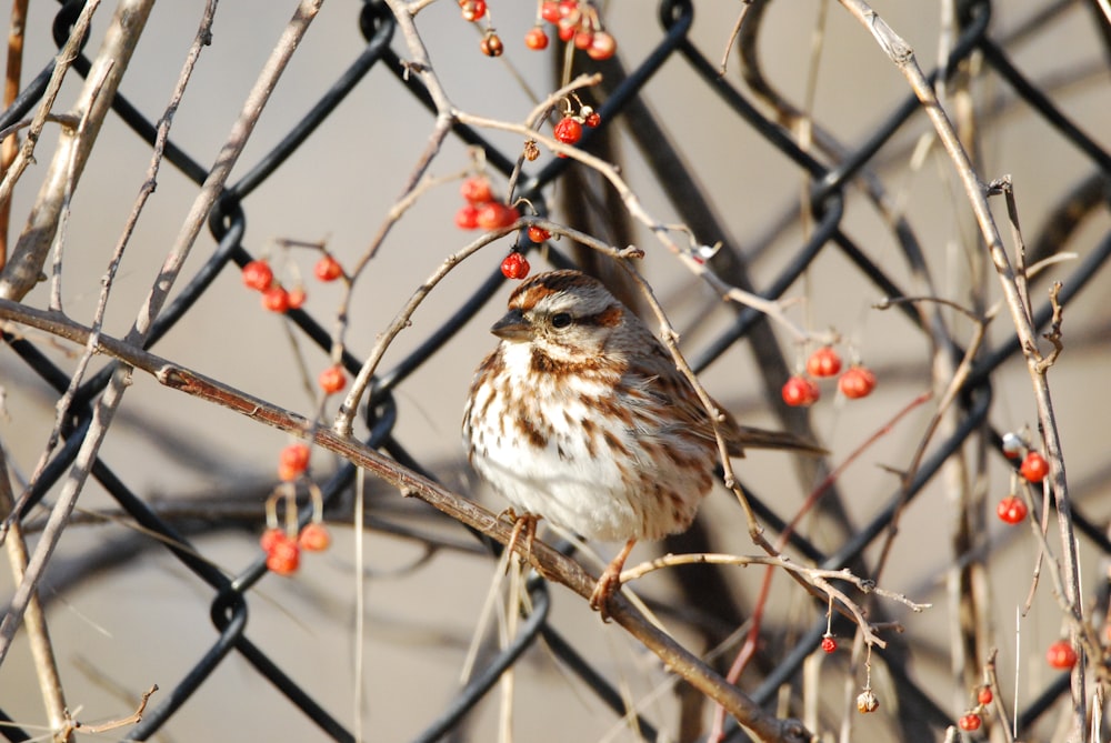 a bird sitting on a fence