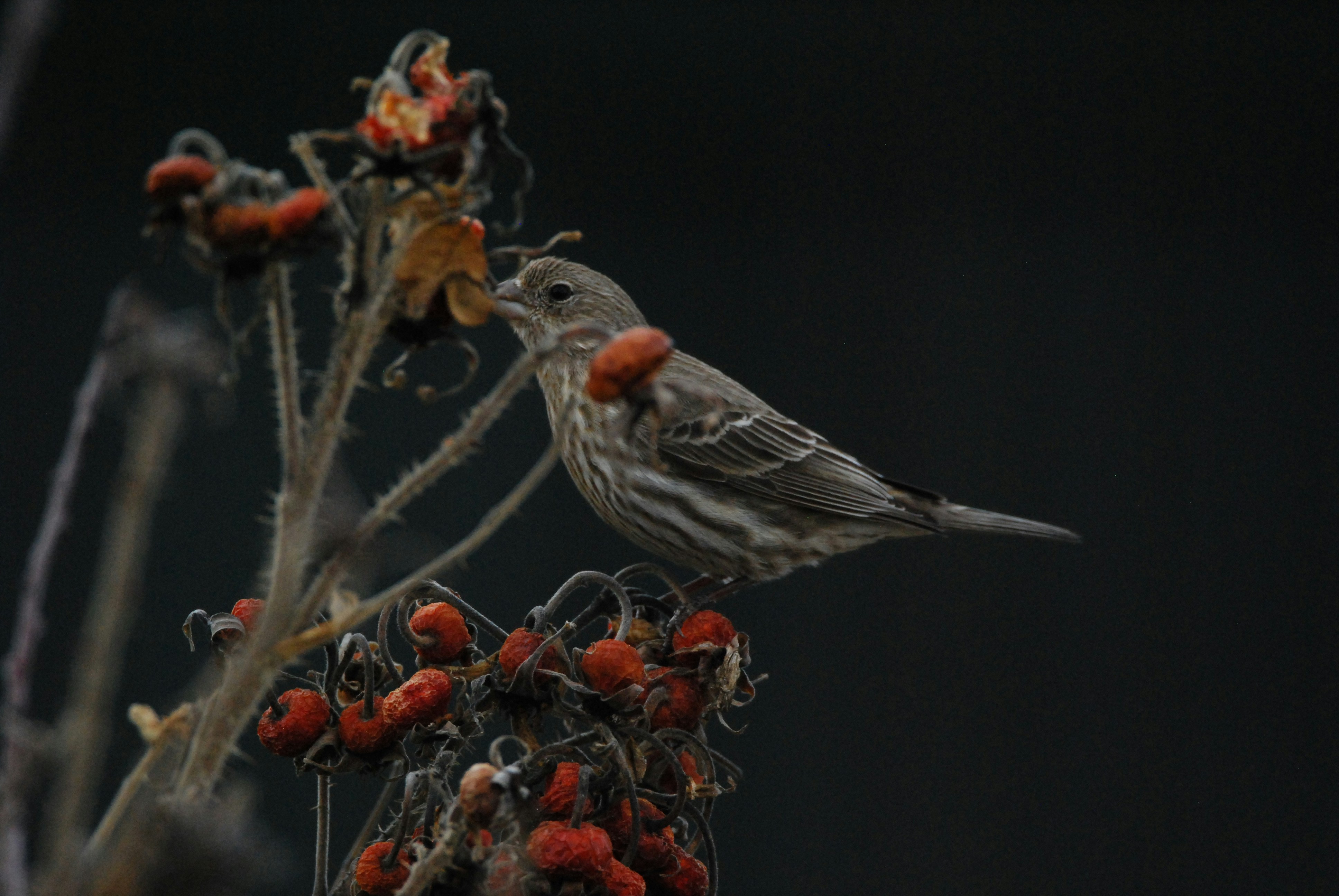 Female House Finch Perched on withered Fruit