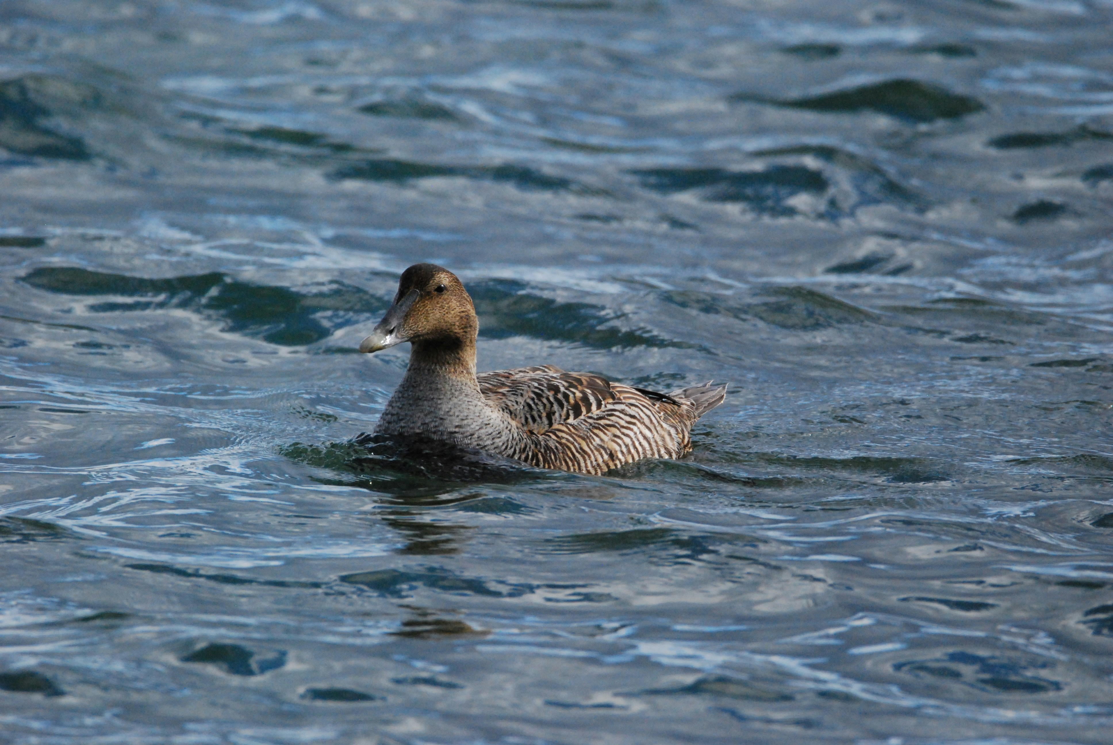 Common Eider Female on Calm Port Water
