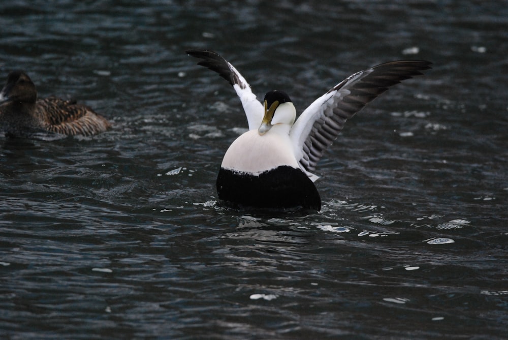 a bird flying over water