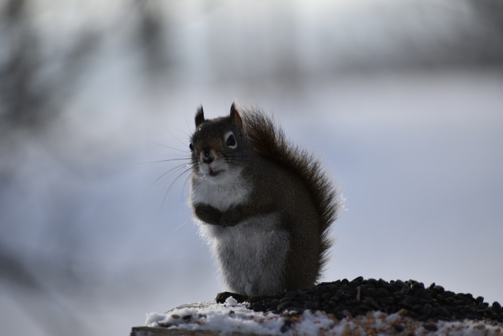 a squirrel standing on snow