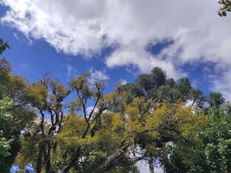 Explorez l&rsquo;univers d&rsquo;Aboresco ASBL : L&rsquo;association des passionné(e)s des arbres