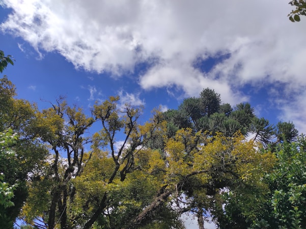 Explorez l&rsquo;univers d&rsquo;Aboresco ASBL : L&rsquo;association des passionné(e)s des arbres